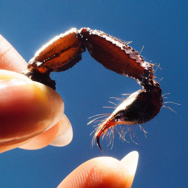 Album cover art for Cowards