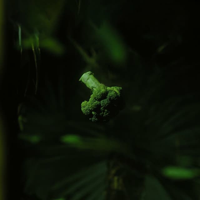 Album cover art for Mogli