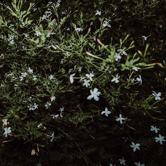 Album cover art for Pezzi della sera