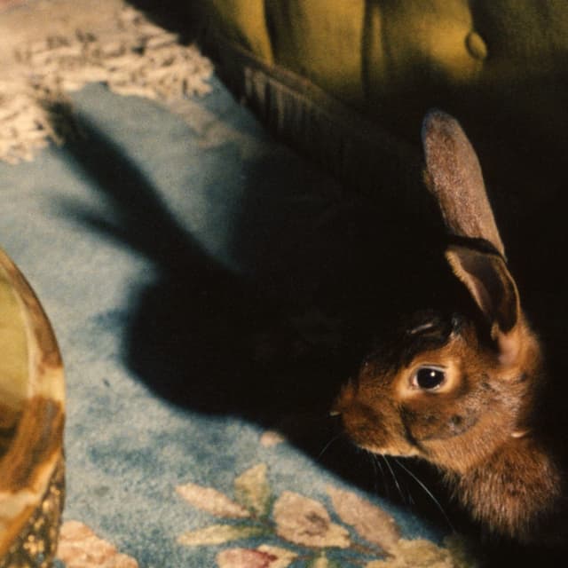 Album cover art for Rabbits Can Swim