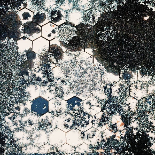 Album cover art for Every Cell in Your Body