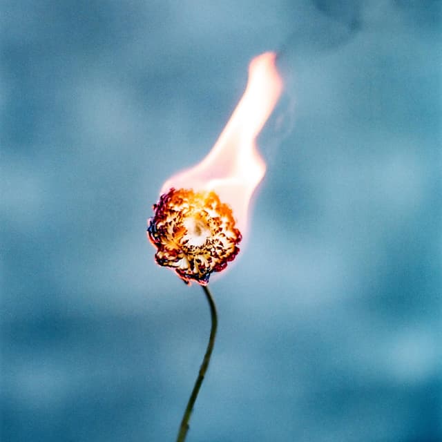 Album cover art for Signal Fires