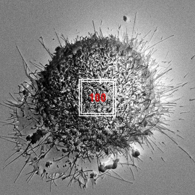 Album cover art for 100