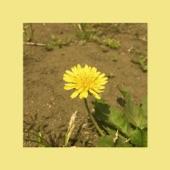 Album cover art for Dandelion