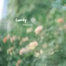 Candy