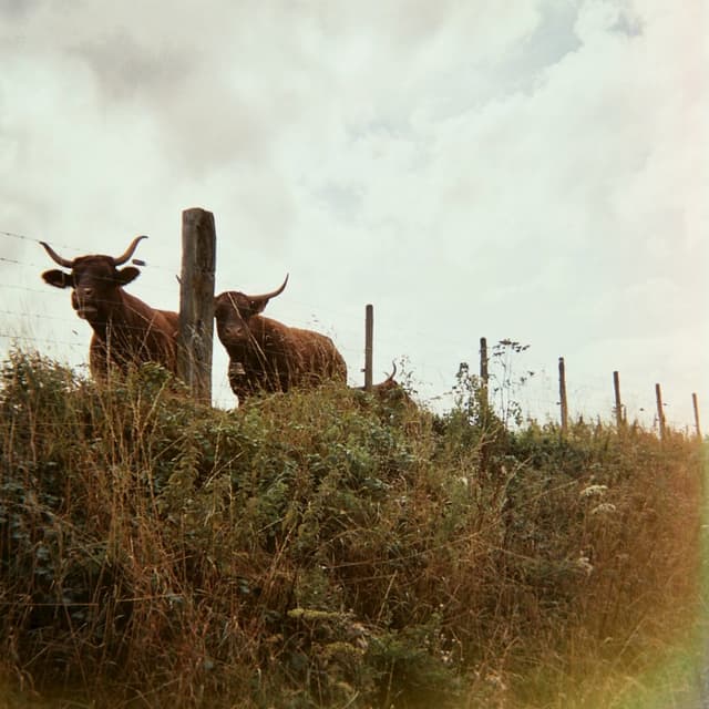 Album cover art for Jij zou beginnen met de seks vandaag
