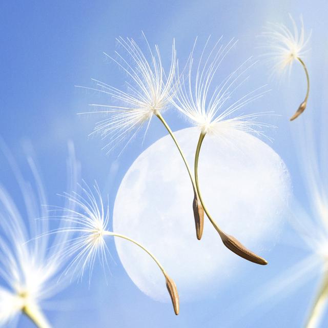 Album cover art for Dandelion