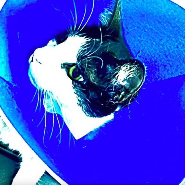 Album cover art for cat cranium in the cone