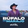 Búfalo Do Marajó (Bufalo Do Marajo)