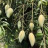 Green Mango