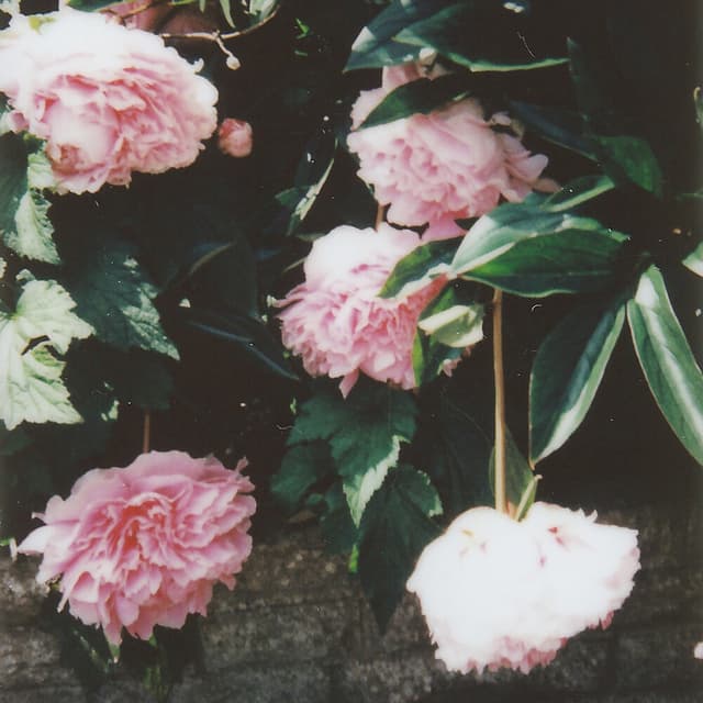 Album cover art for All Day