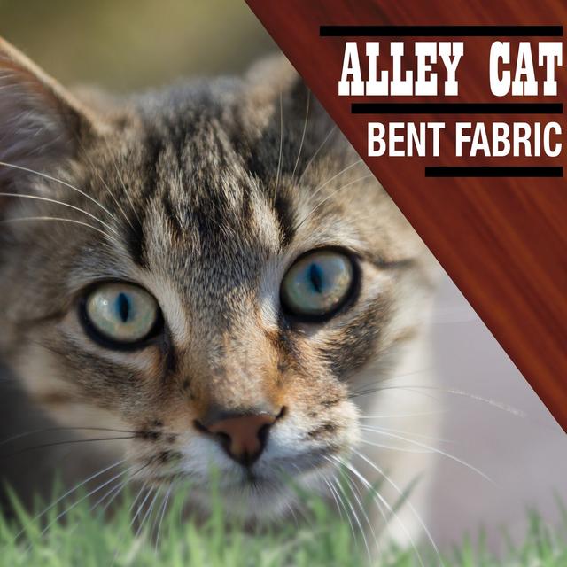 Album cover art for Alley Cat