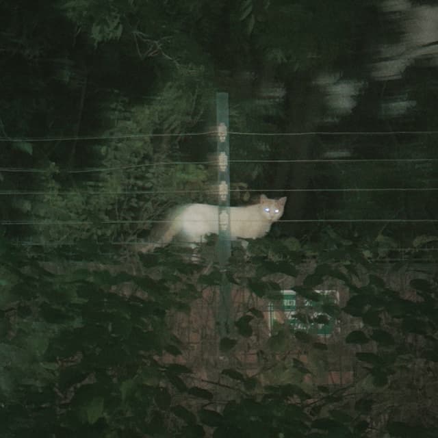 Album cover art for Colores
