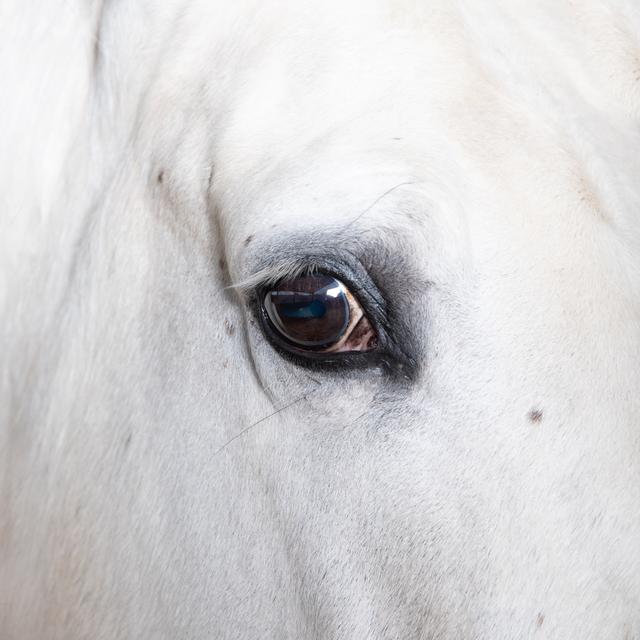 Album cover art for Cabalgata