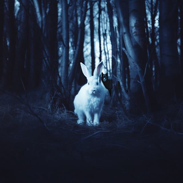 Album cover art for The Wolf and the Rabbit