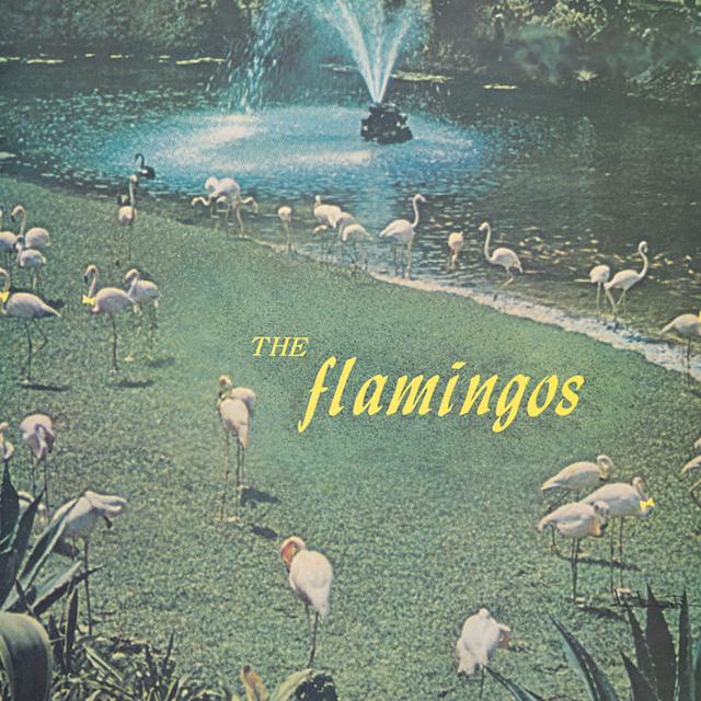 Album cover art for Flamingos