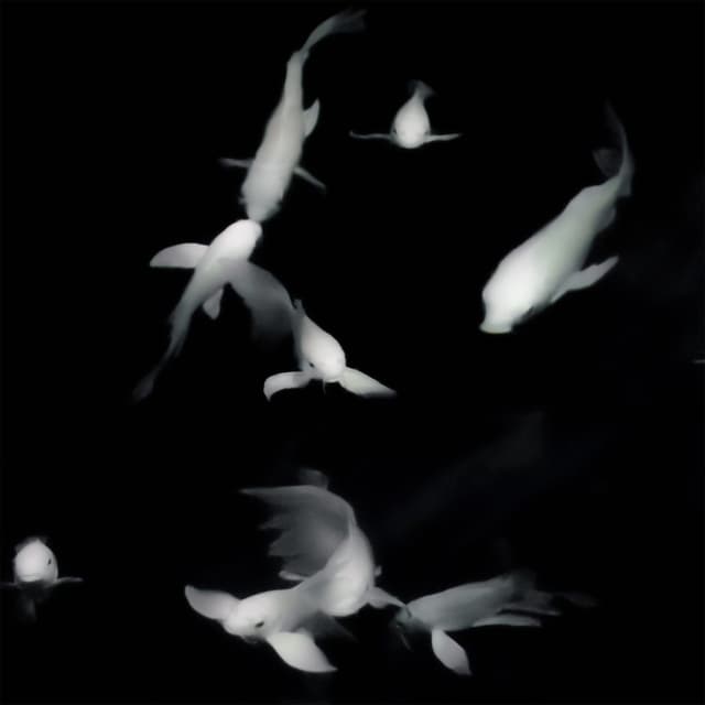 Album cover art for Sapporo