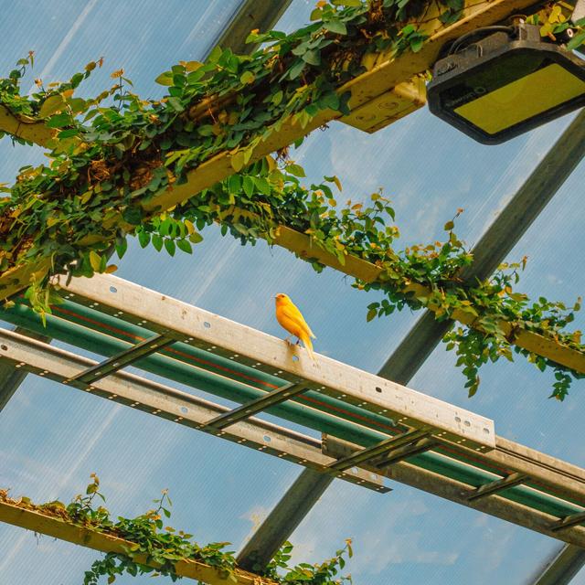 Album cover art for Bittersweet Haze