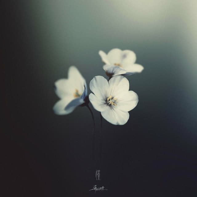 Album cover art for 槿