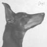 Dogs