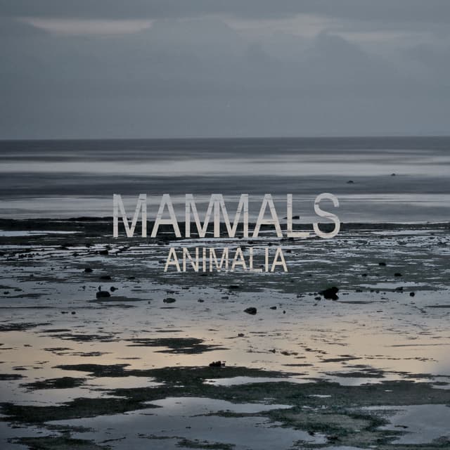 Album cover art for Animalia