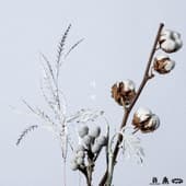 Album cover art for Dawn