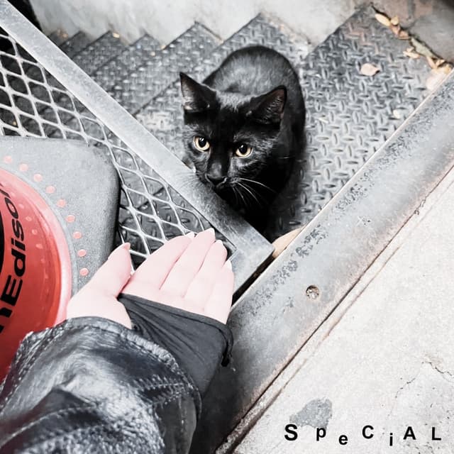 Album cover art for special