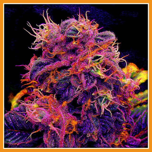 Album cover art for Tarte à la myrtille