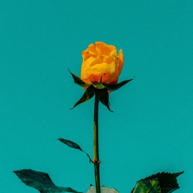 Album cover art for Haberi Bile Yok